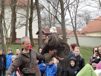 Orel bělohlavý s kořistí